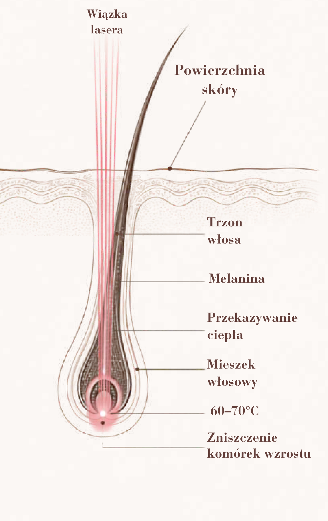 Diagram mieszka włosowego — jak działa laser LASERRIX